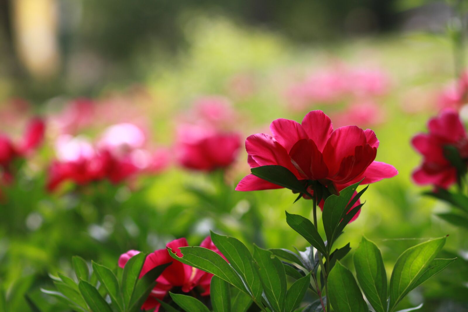 Canon EOS 500D (EOS Rebel T1i / EOS Kiss X3) sample photo. Noel online gift shop photography
