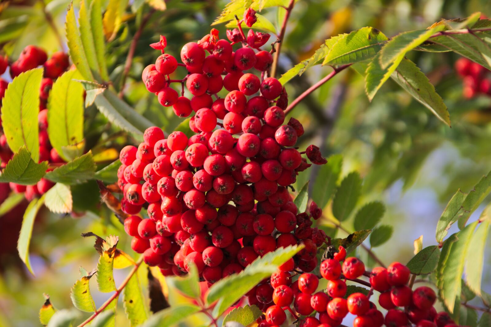 Canon EOS 750D (EOS Rebel T6i / EOS Kiss X8i) sample photo. Rowan, berry, tree photography