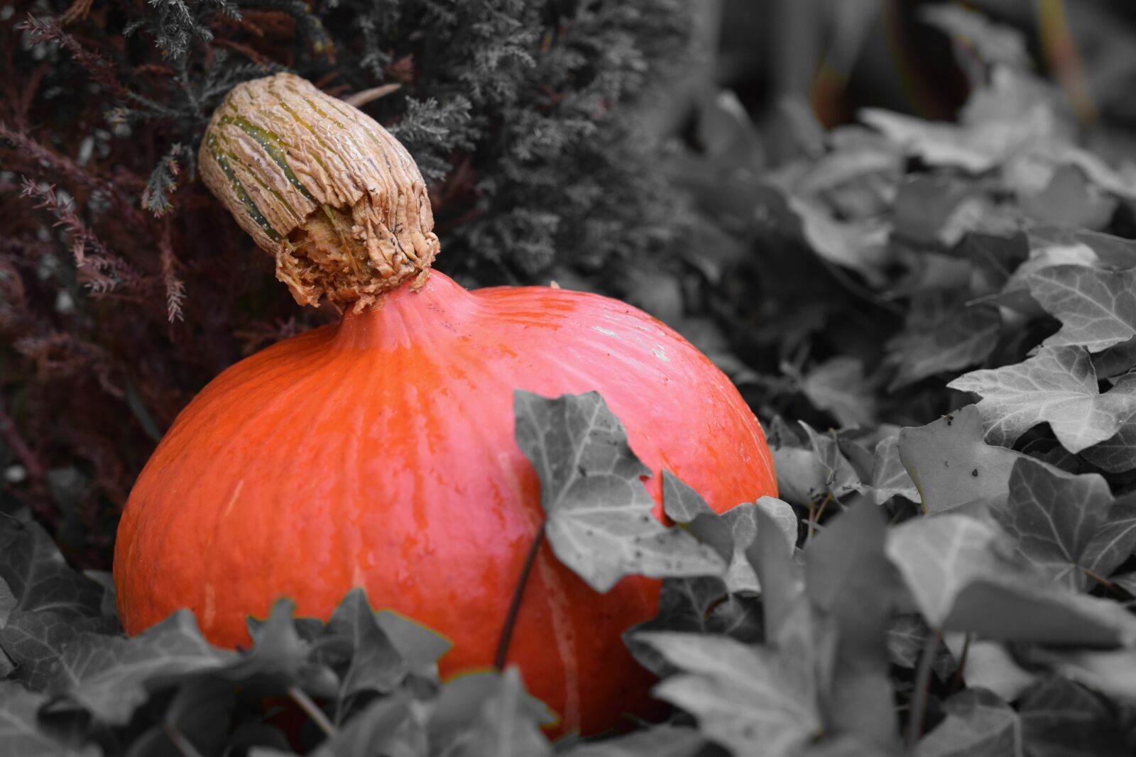 Nikon D3300 sample photo. Pumpkin, harvest, halloween photography