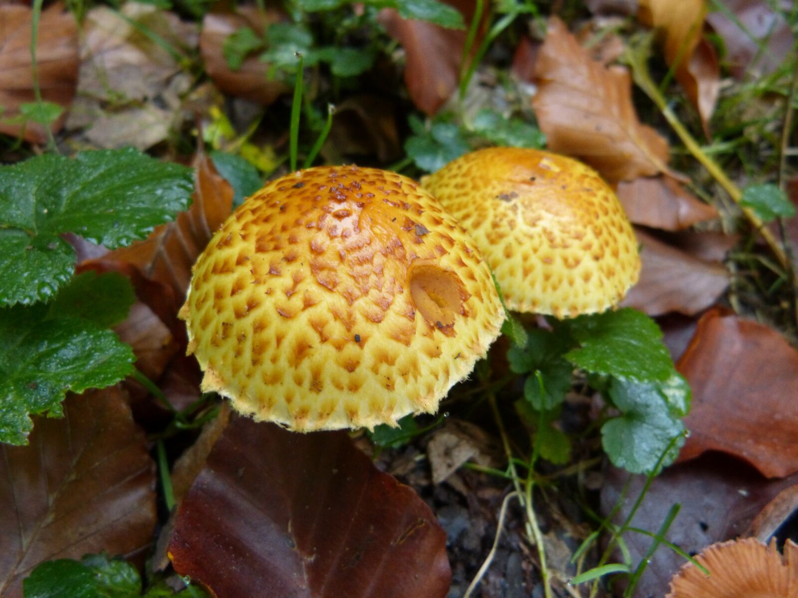 Panasonic DMC-FZ62 sample photo. Mushroom, mushrooms, forest photography