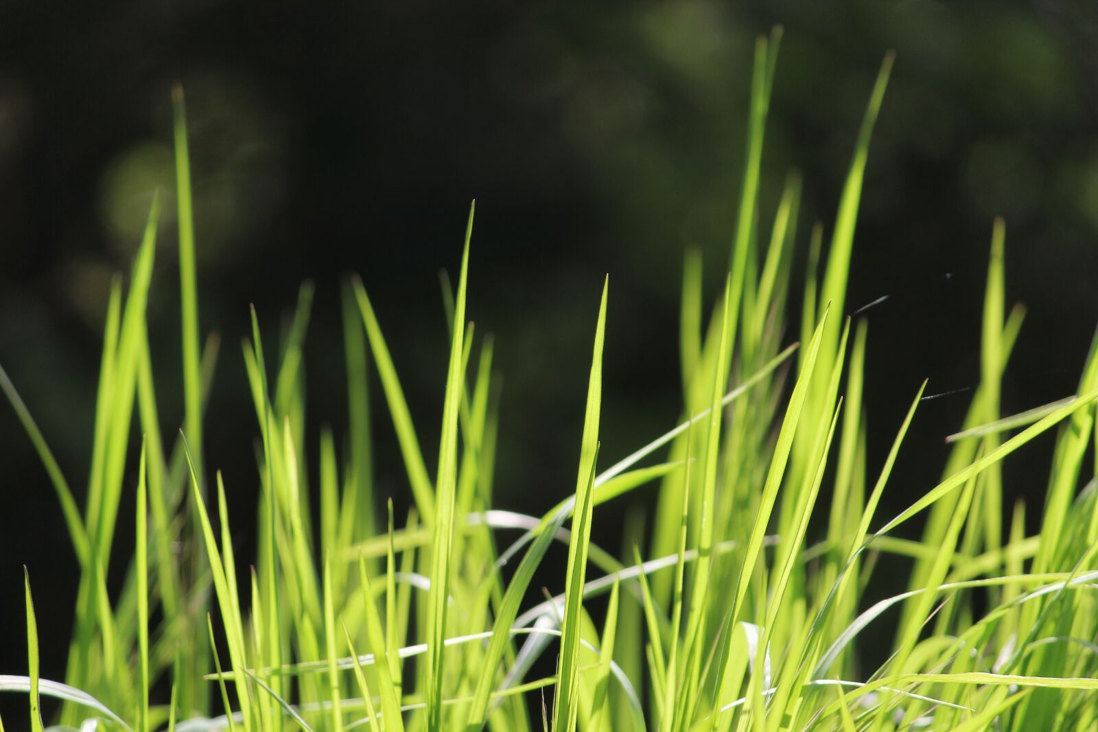 Canon EOS 1200D (EOS Rebel T5 / EOS Kiss X70 / EOS Hi) sample photo. Rush, grass, green photography