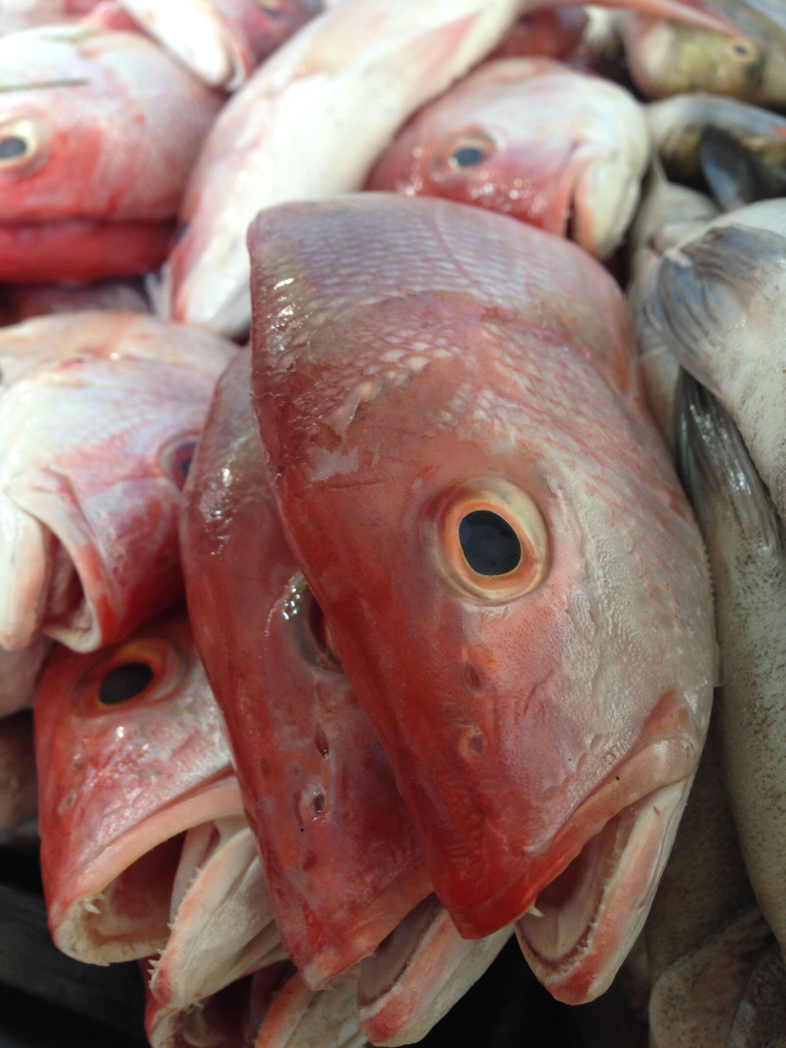 iPhone 5c back camera 4.12mm f/2.4 sample photo. Fish, animals, animal photography