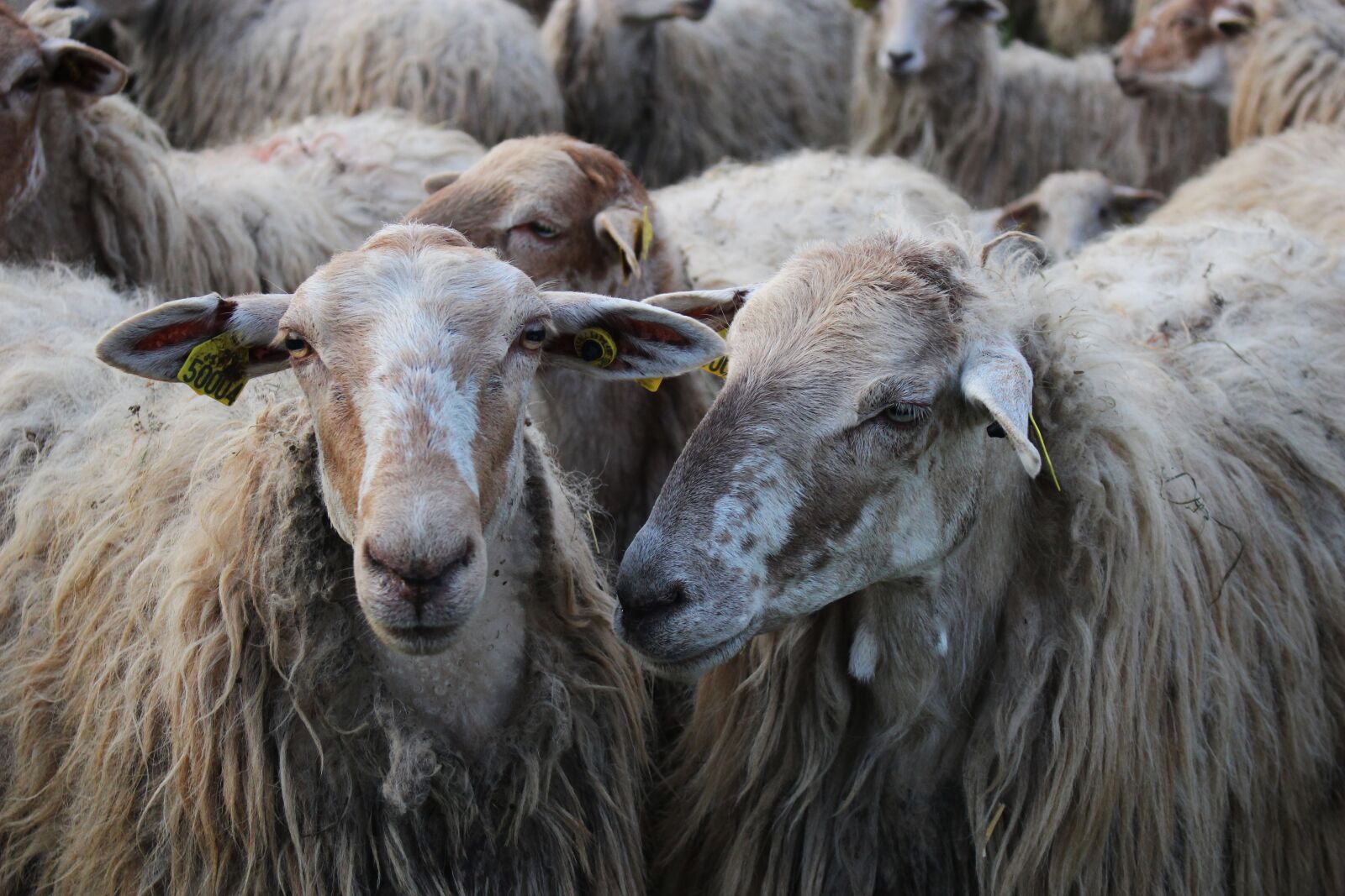 Canon EOS 100D (EOS Rebel SL1 / EOS Kiss X7) sample photo. Mammal, animal, sheep photography