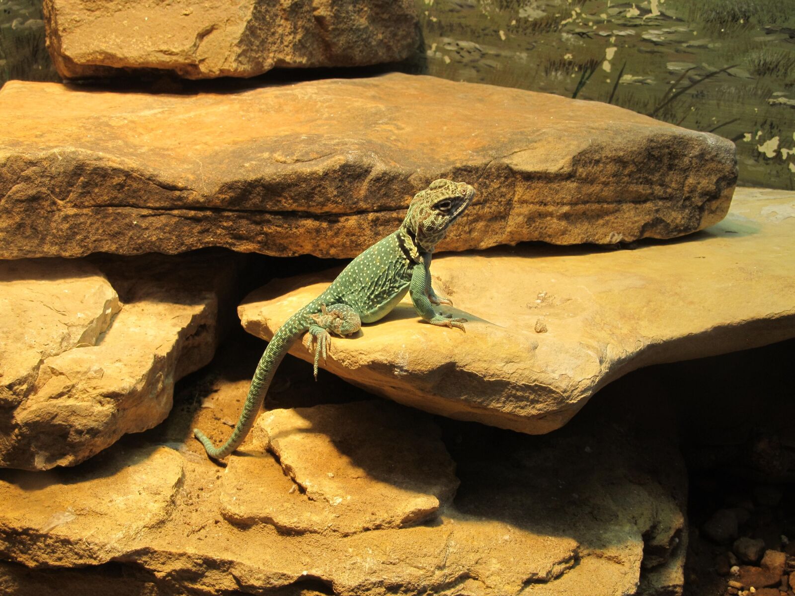 Canon PowerShot SX130 IS sample photo. Lizard, reptile, zoo photography