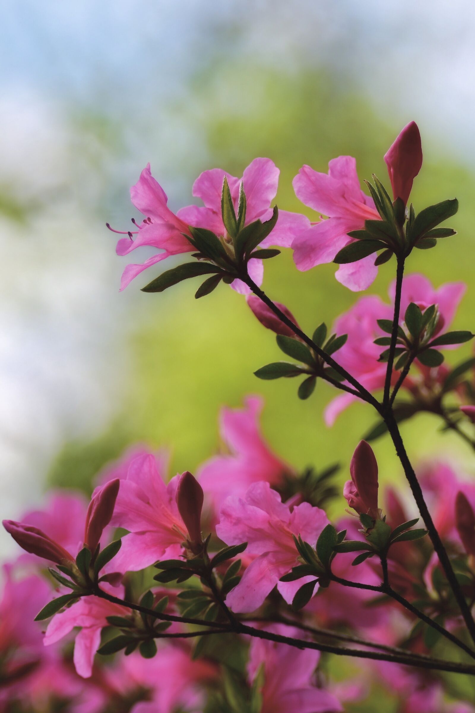 Nikon Z6 sample photo. Rhododendron, flower, spring photography