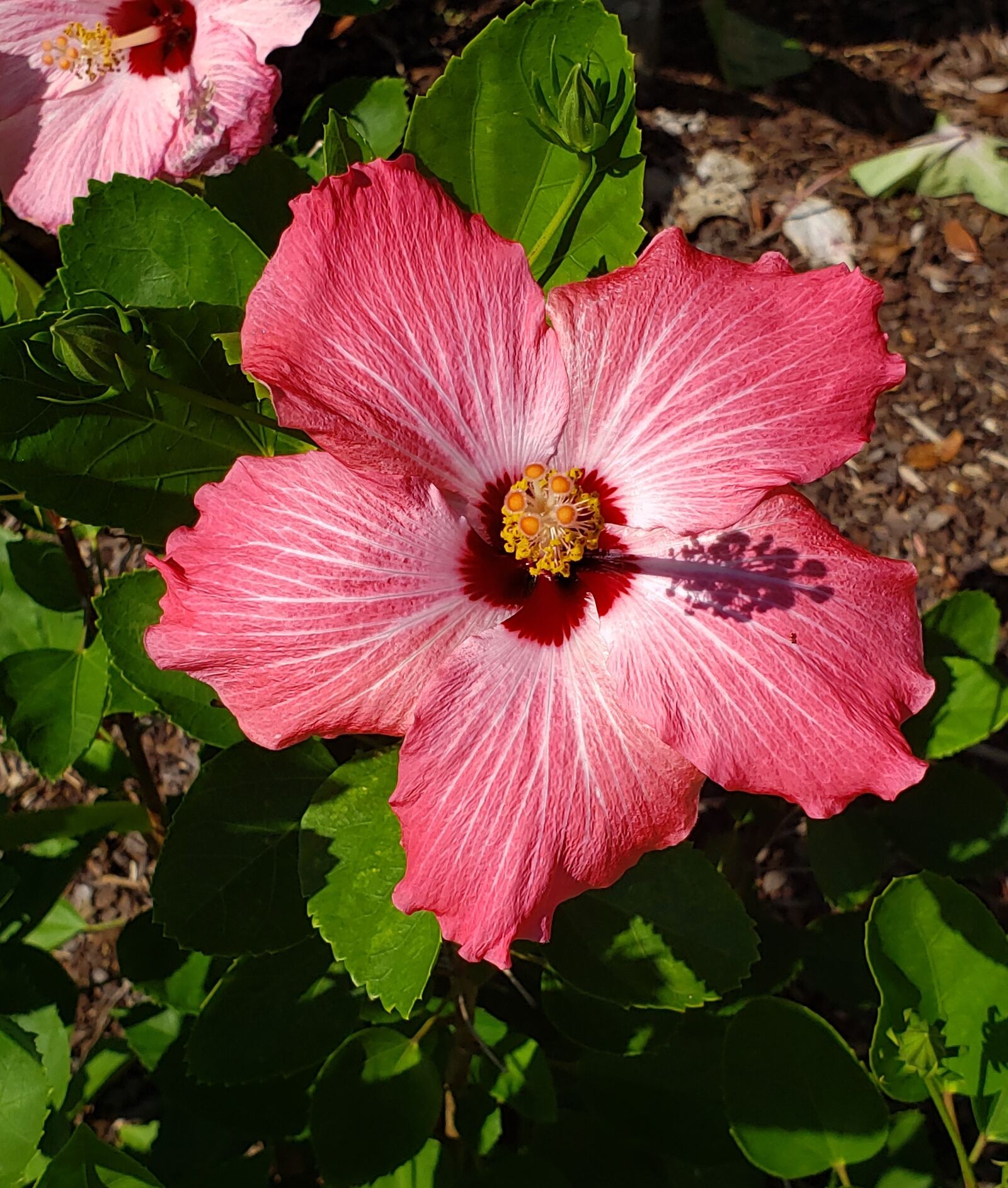 Samsung Galaxy Note9 sample photo. Cajun, hibiscus, backyard photography