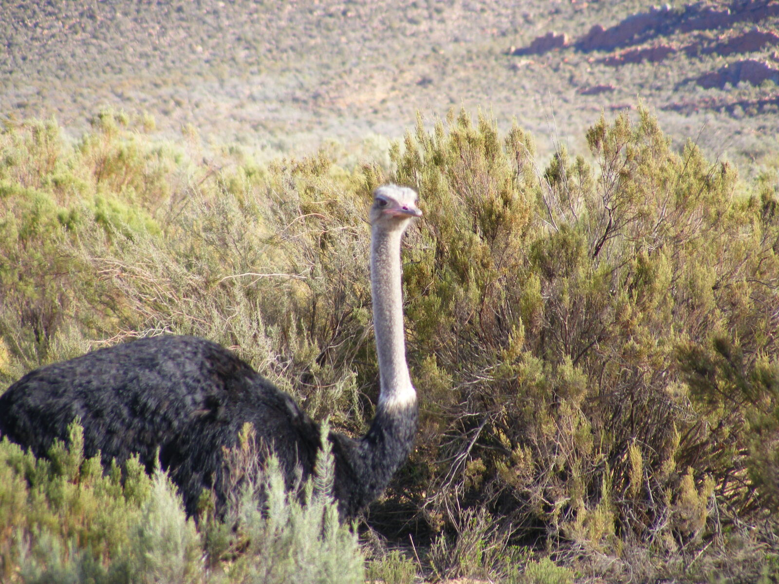 Fujifilm FinePix S5700 S700 sample photo. Africa, ostrich, wildlife photography