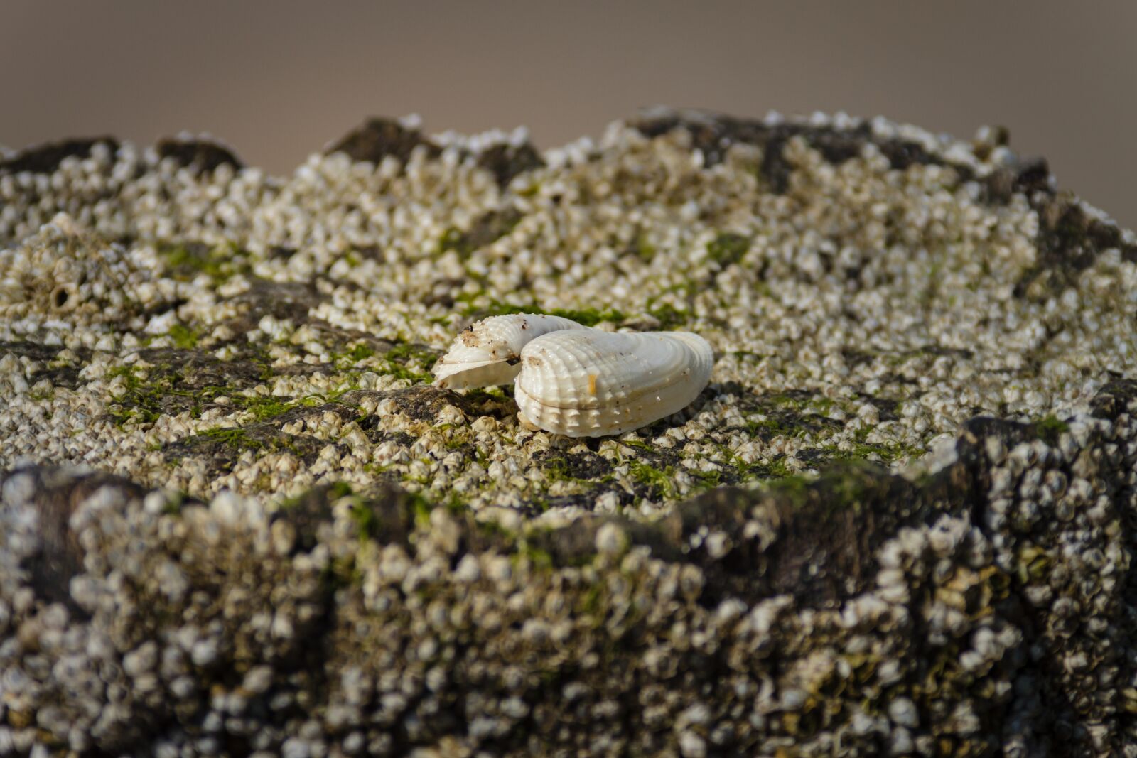 Canon EOS 7D sample photo. Seaweed, barnacles, mussels photography
