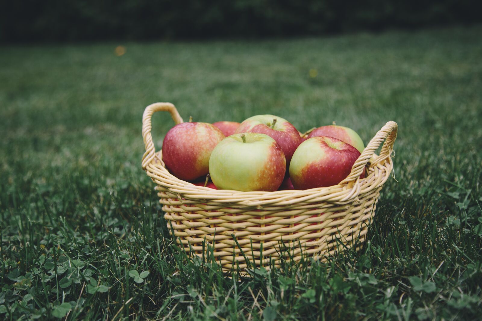 Canon EOS 6D + Canon EF 24-105mm F4L IS USM sample photo. Apple, apples, apple picking photography
