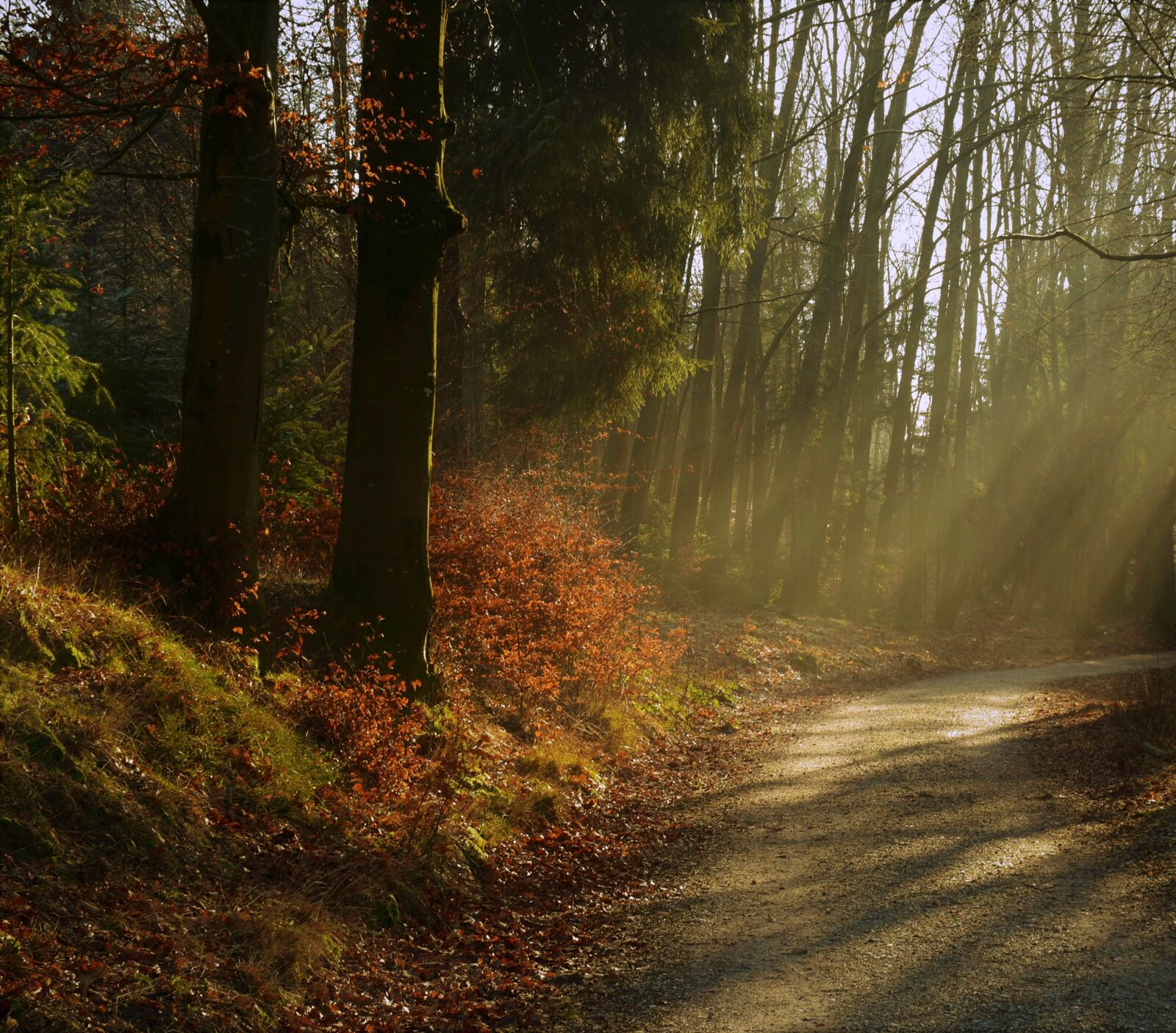 Nikon D7200 sample photo. Forest, trees, nature photography