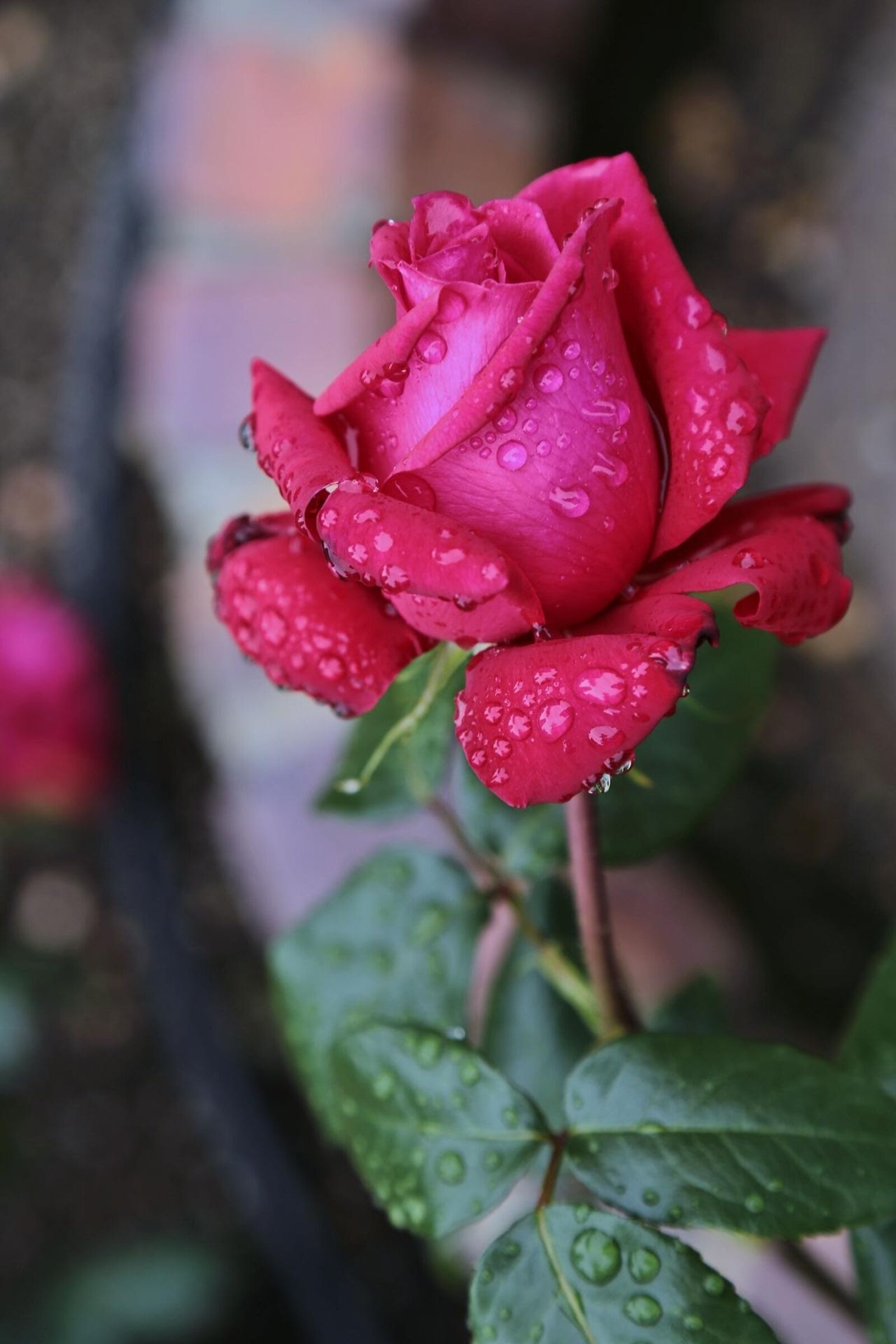 Canon EOS 6D + Canon EF 24-105mm F4L IS USM sample photo. Flowers, japan, rose photography