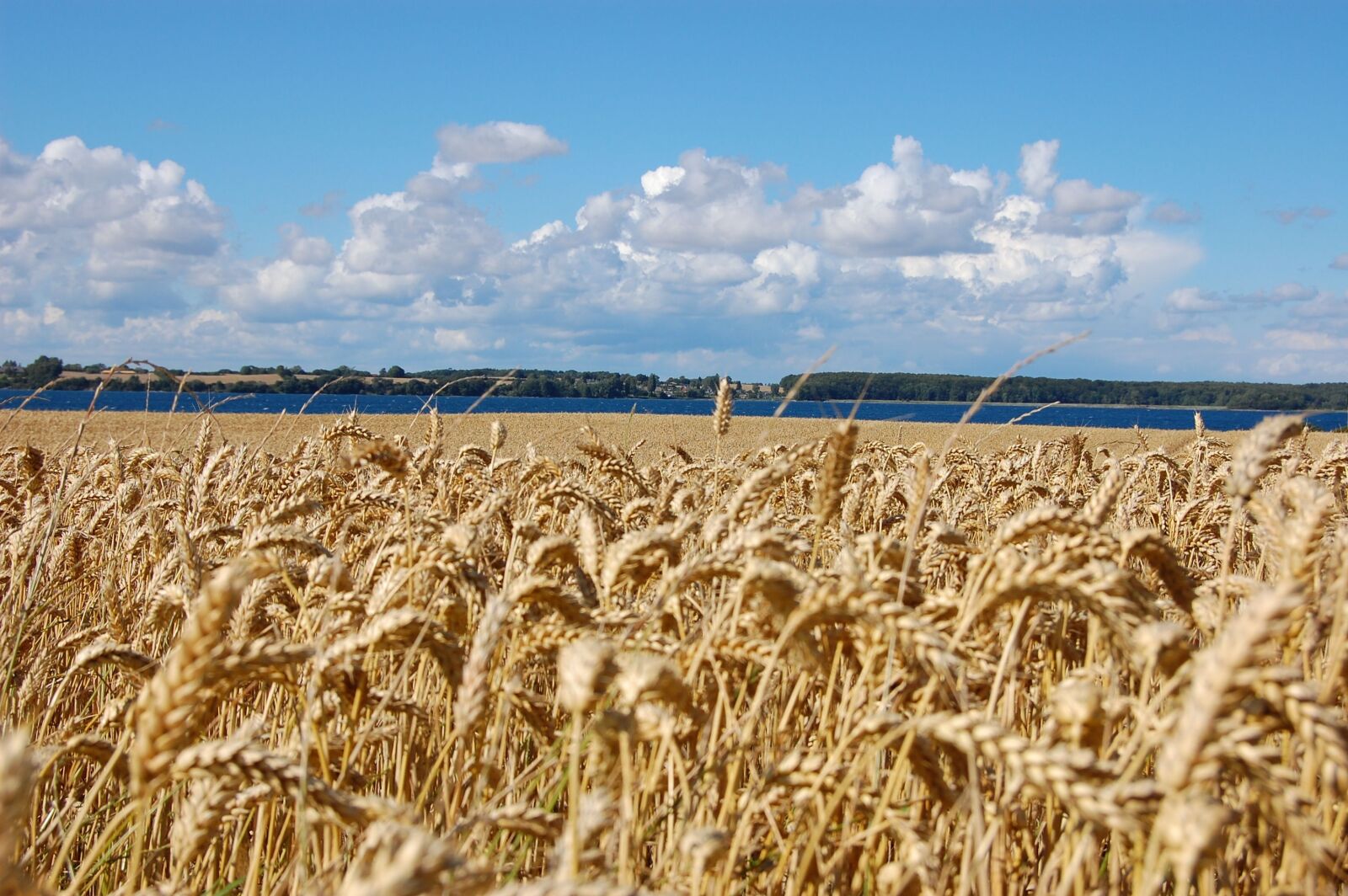 Nikon D40 sample photo. Denmark, landscape, agriculture photography