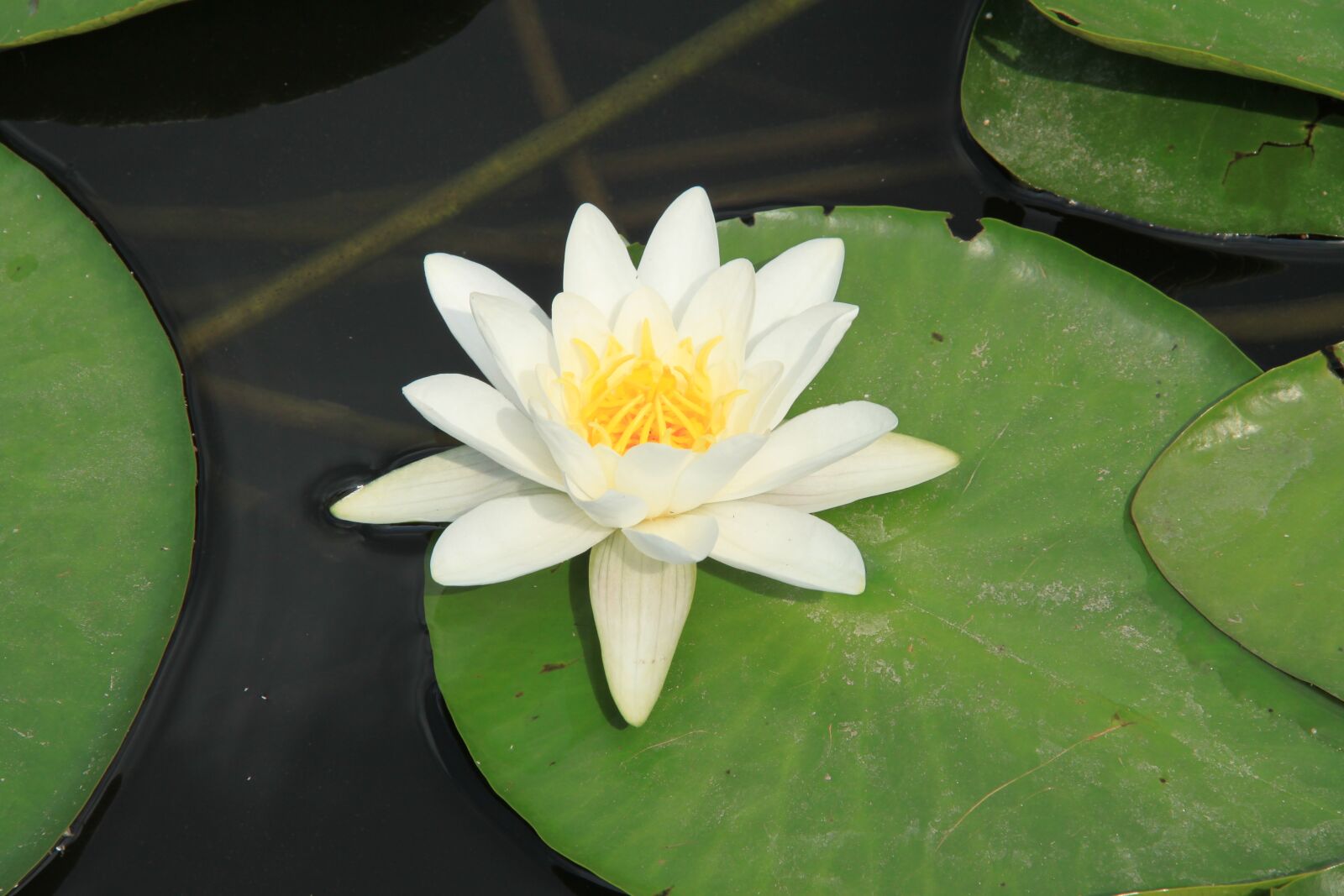 Canon EOS 500D (EOS Rebel T1i / EOS Kiss X3) sample photo. Pond, water lily, flower photography