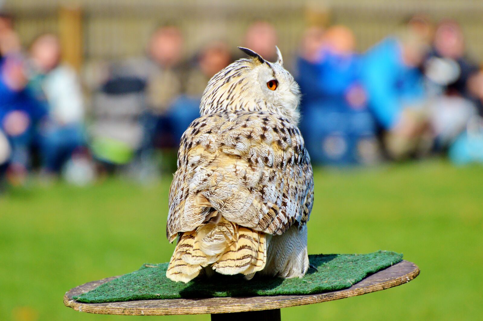 Nikon D3200 sample photo. Barn owl, owl, raptor photography