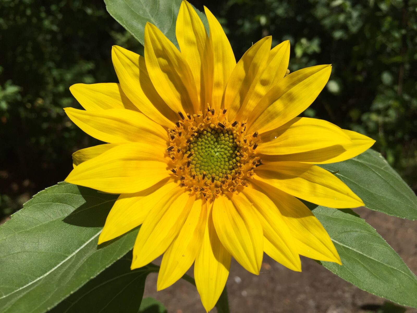 iPhone 6 back camera 4.15mm f/2.2 sample photo. Sunflower, flower, yellow photography