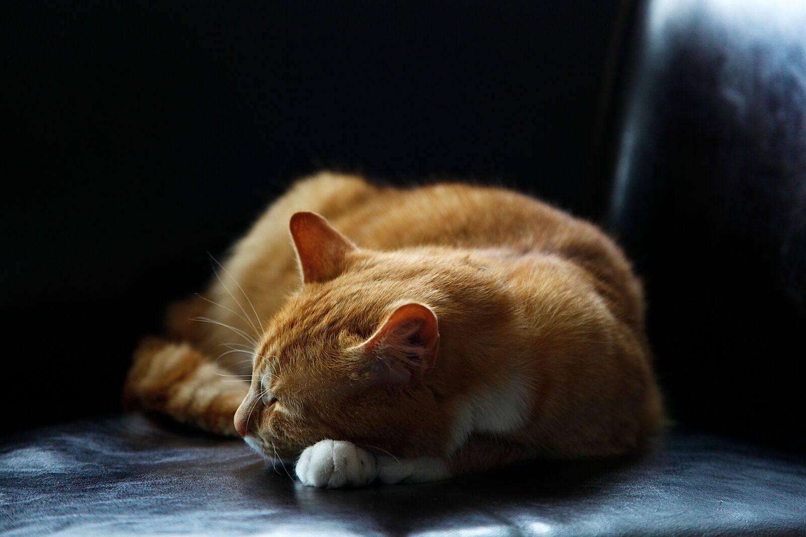 Canon EF 24-105mm F4L IS USM sample photo. Animal, pet, cute, fur photography