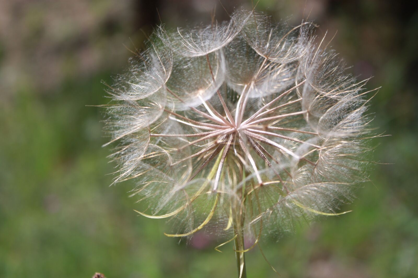 Canon EOS 450D (EOS Rebel XSi / EOS Kiss X2) sample photo. Dandelion, flower, seeds photography