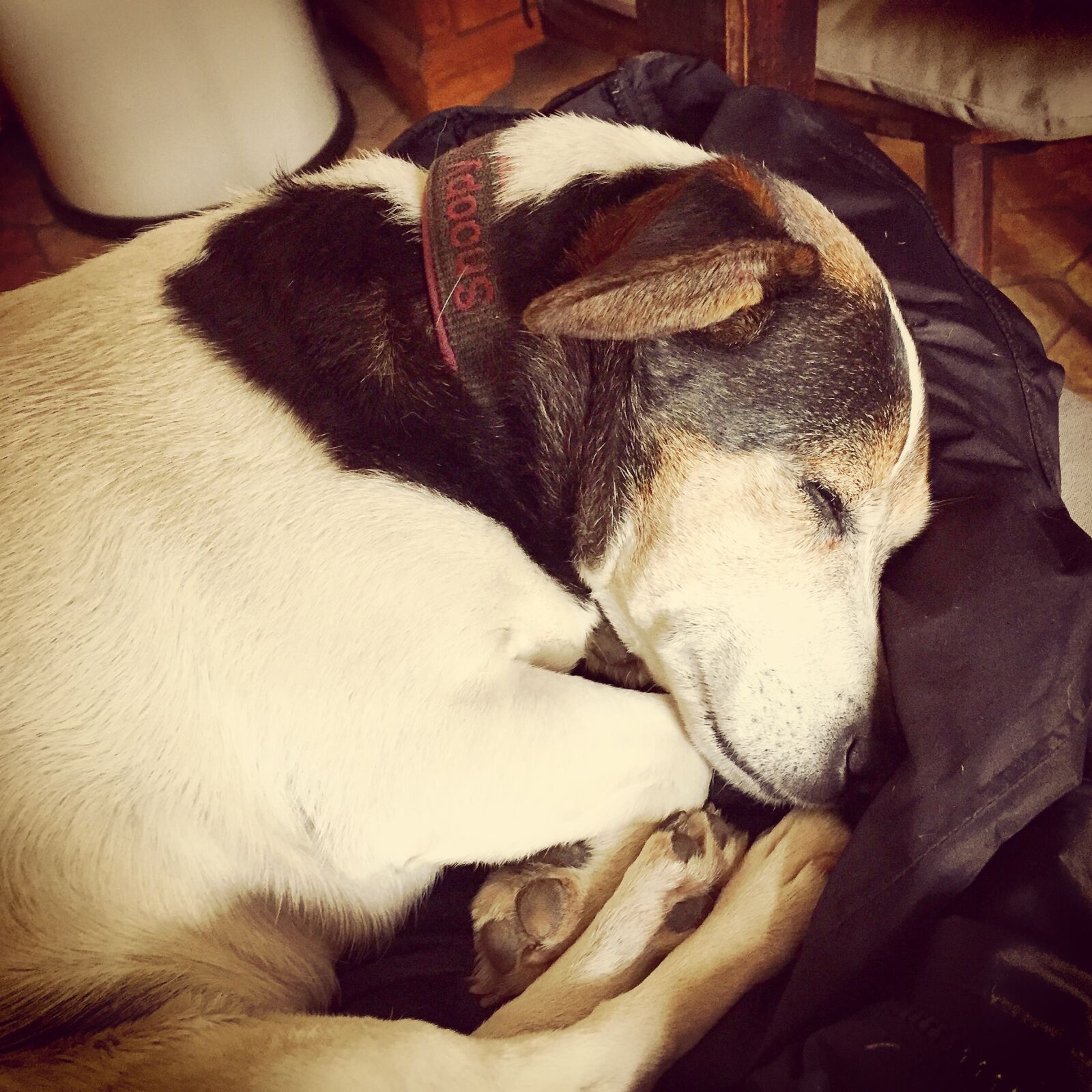 Apple iPhone 6 sample photo. Dog, jack russell, pet photography