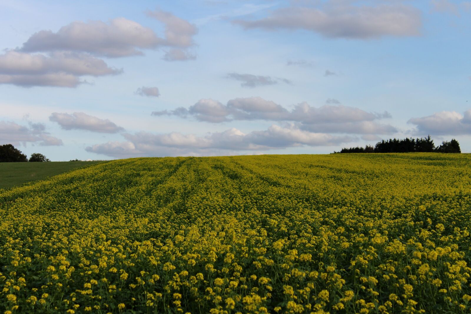 Canon EOS 1100D (EOS Rebel T3 / EOS Kiss X50) sample photo. Green manure, yellow mustard photography