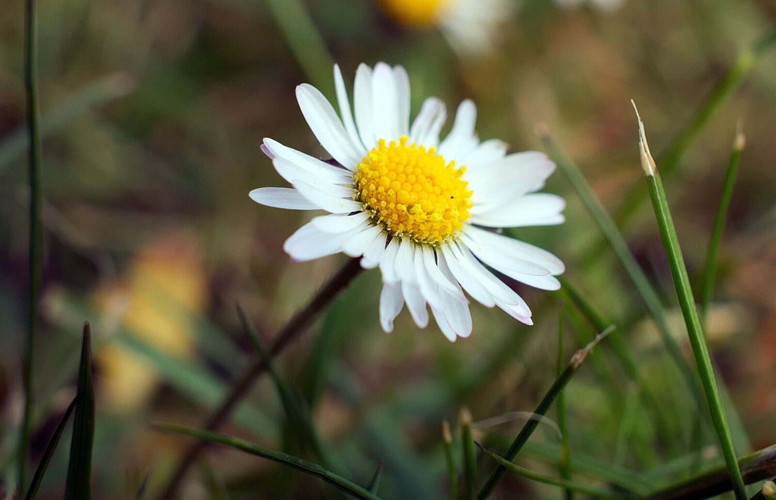 Nikon D3300 sample photo. Daisy, macro, nature photography