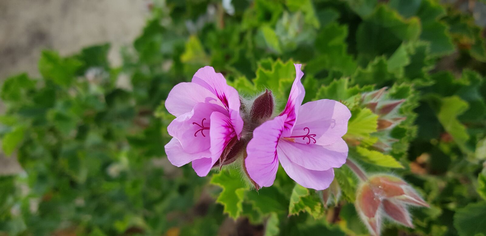 Samsung SM-G955F sample photo. Pink, spring, flowers photography