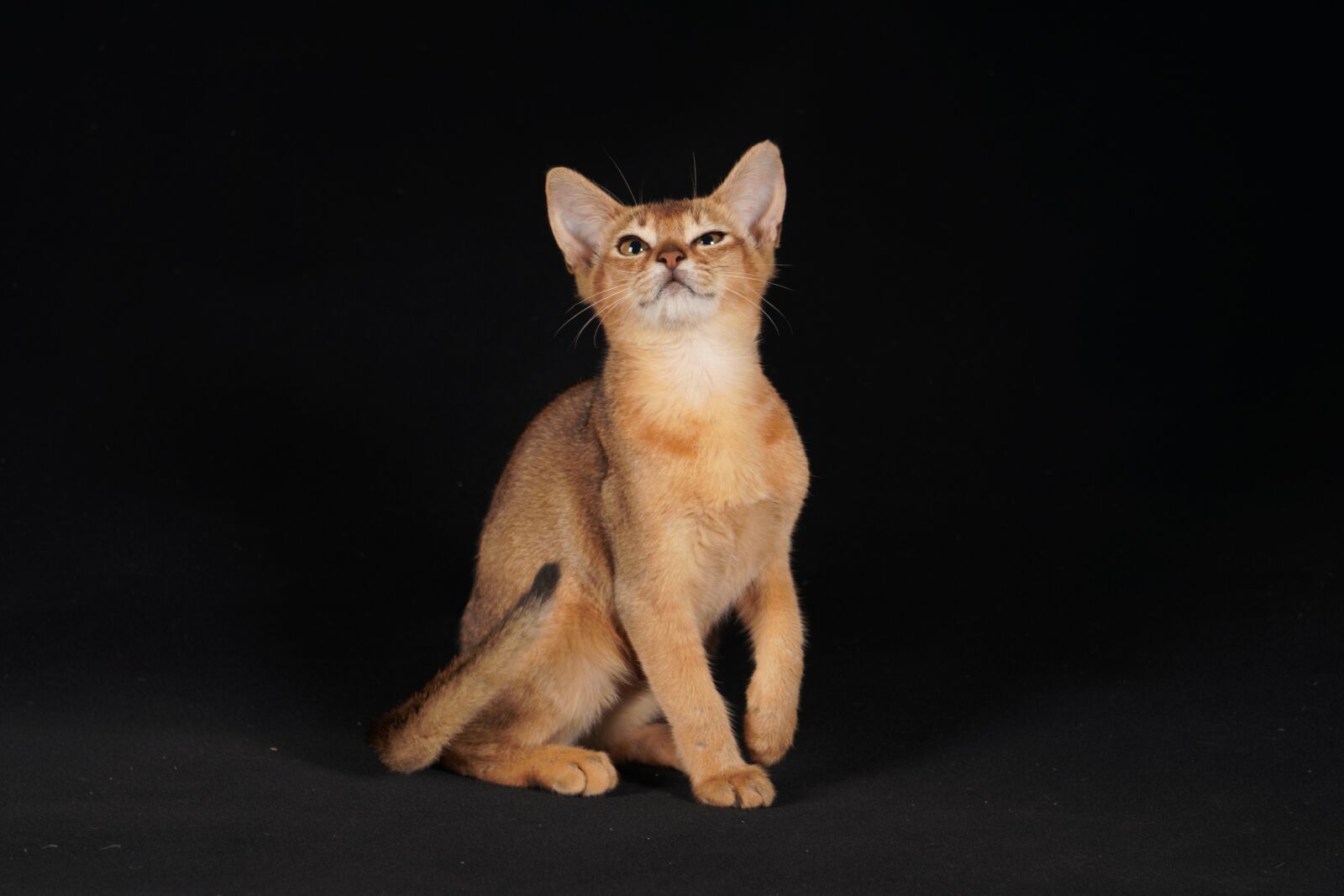 Sony a7R III sample photo. Abyssinian, kitty, cat photography