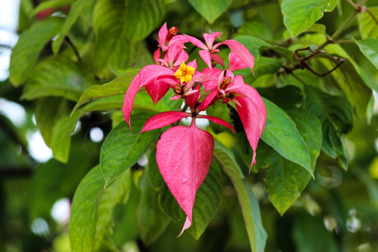 Canon EOS 600D (Rebel EOS T3i / EOS Kiss X5) sample photo. Flower, garden, nature photography