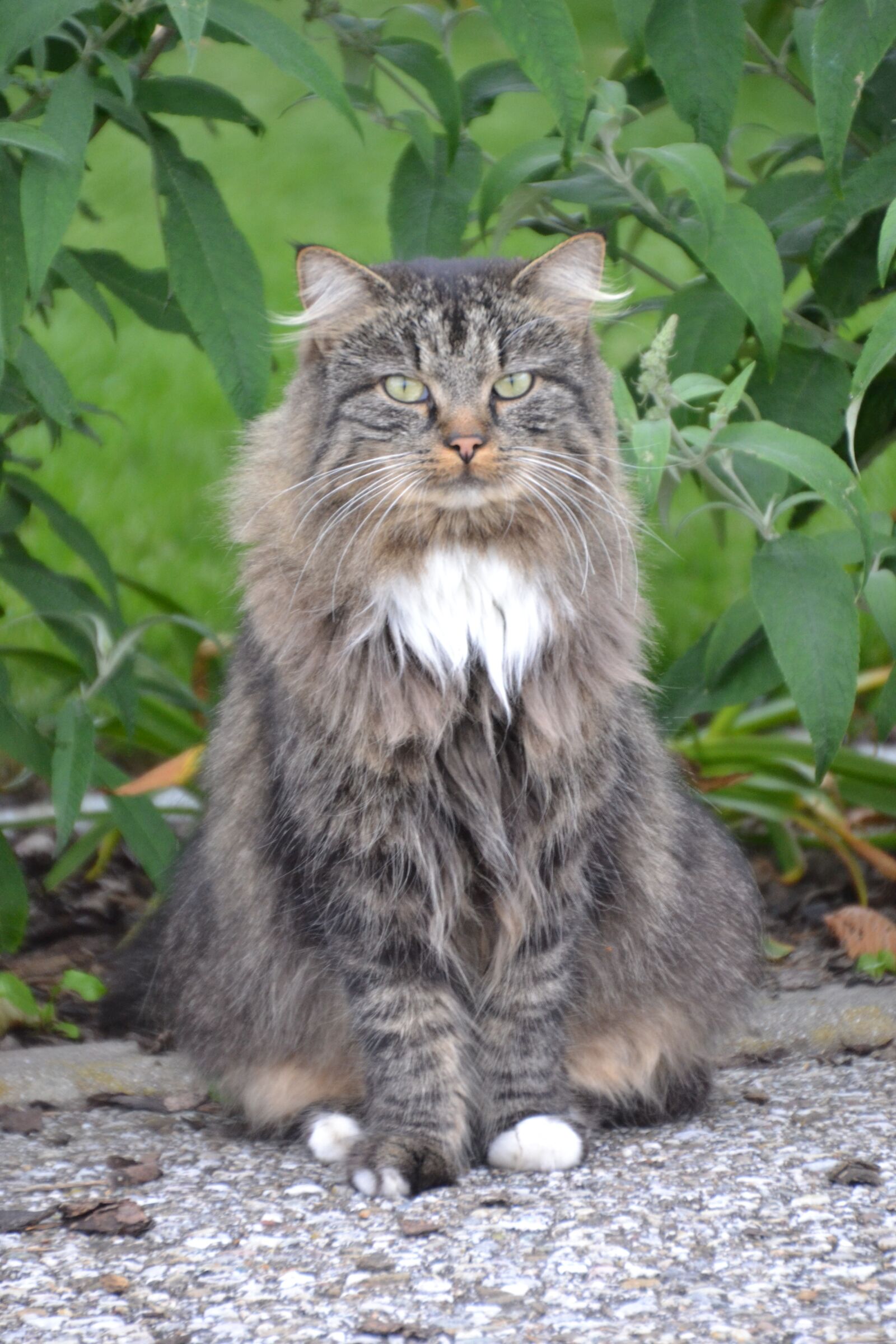 Nikon D3100 sample photo. Cat, animal, pet photography