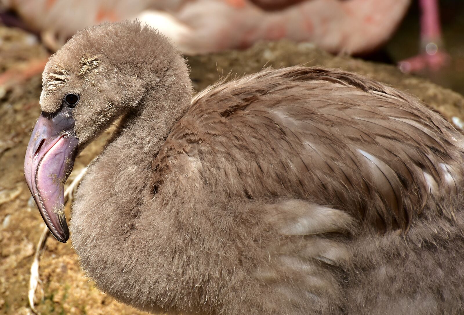 Nikon D7200 sample photo. Flamingo, bird, young animal photography