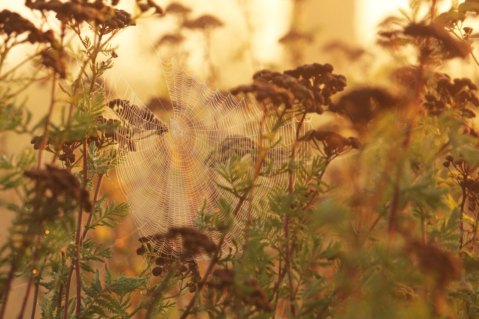 Canon EF-S 55-250mm F4-5.6 IS STM sample photo. Morning mist, fog, cobweb photography