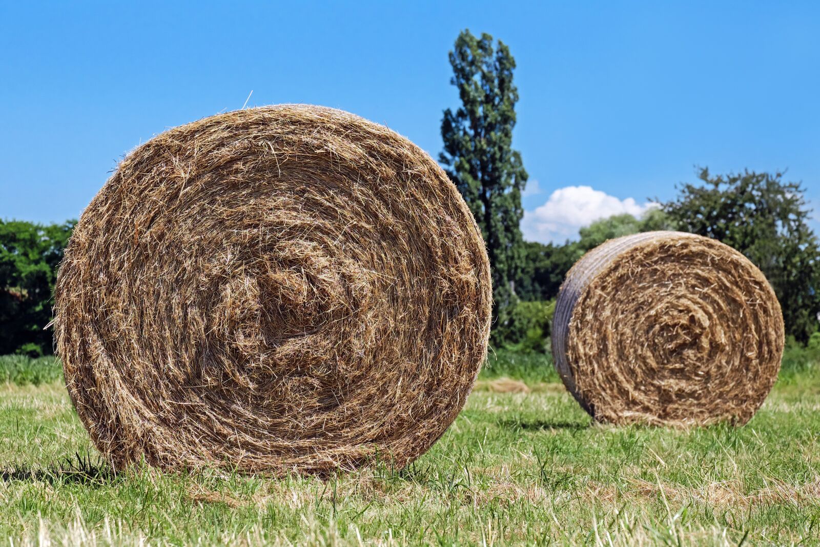 Fujifilm X-T10 + Fujifilm XC 50-230mm F4.5-6.7 OIS sample photo. Hay bales, field, hay photography