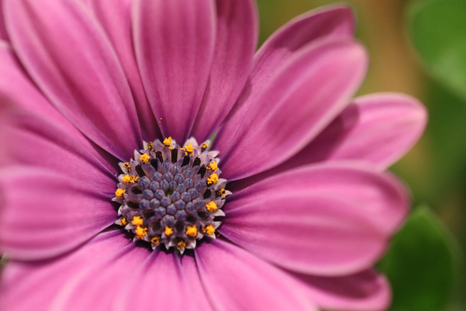 Canon EOS 90D sample photo. Flower, bloom, color photography
