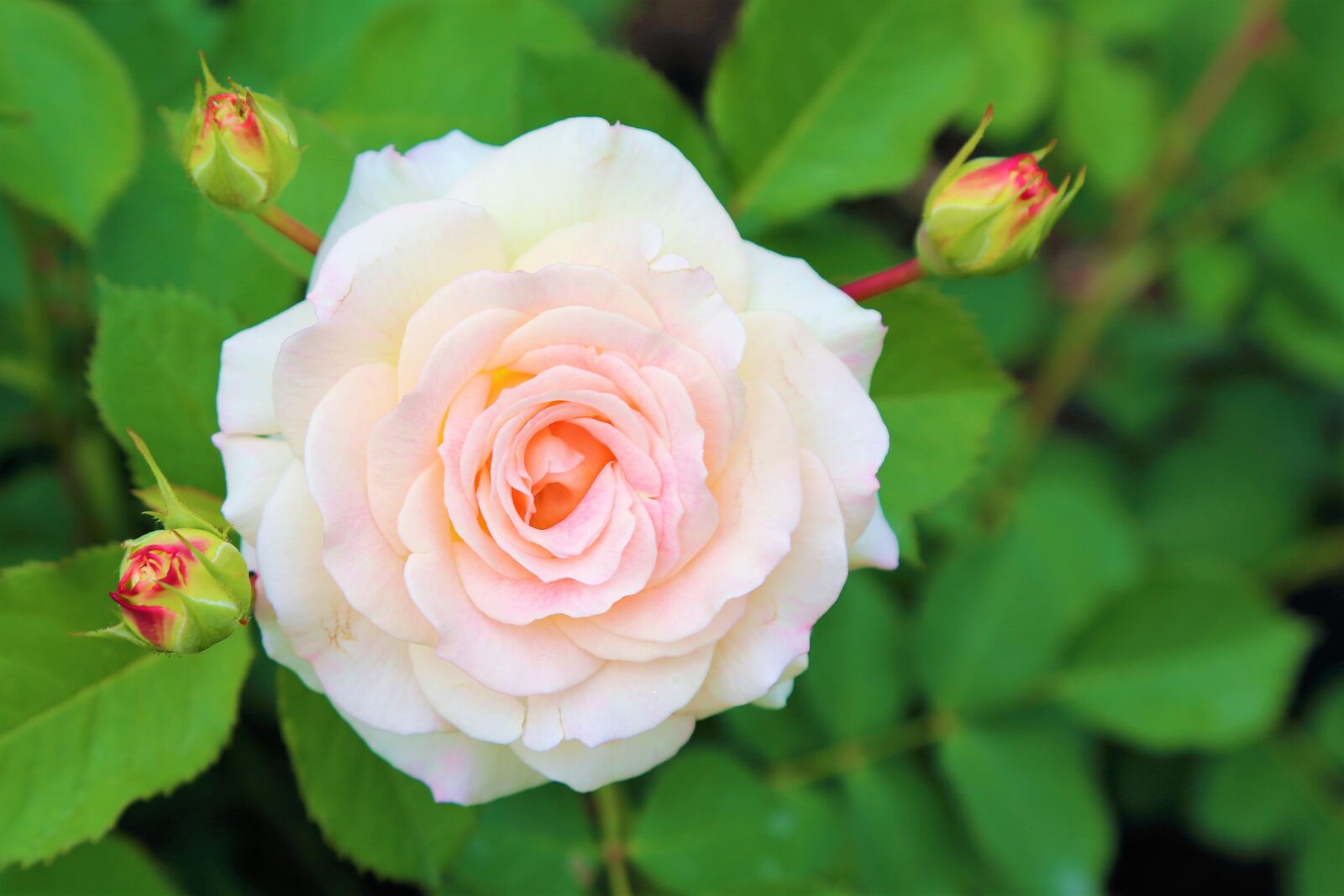 Canon EF 24-105mm F4L IS USM sample photo. Rose, spring, flower photography