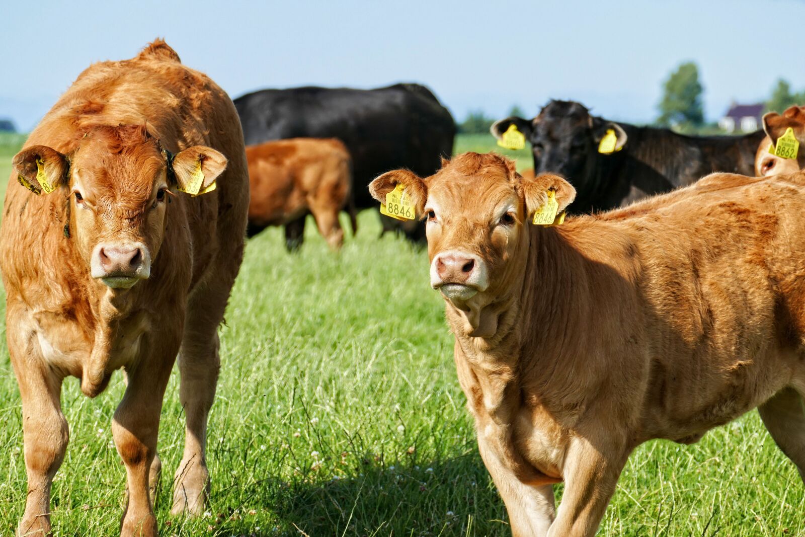 Panasonic Lumix DMC-FZ1000 sample photo. Cow, cows, cattle photography