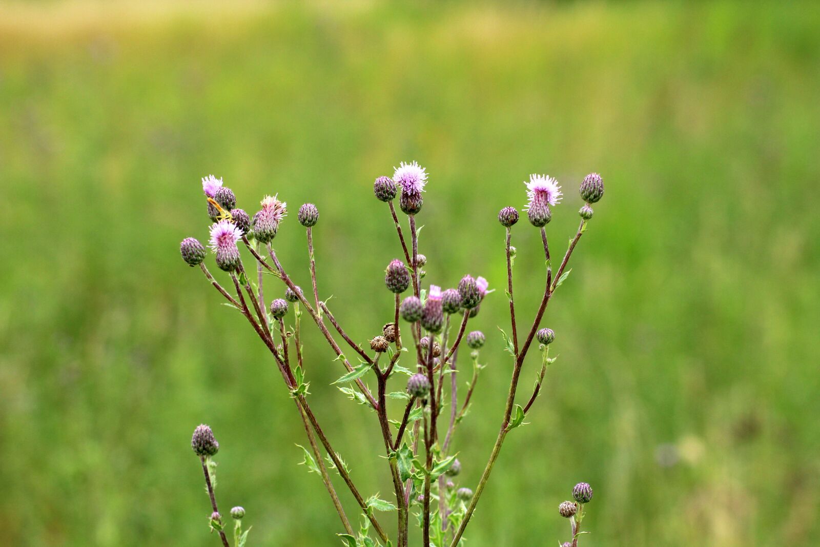Canon EOS 1200D (EOS Rebel T5 / EOS Kiss X70 / EOS Hi) sample photo. Thistle, vegetation, meadow photography