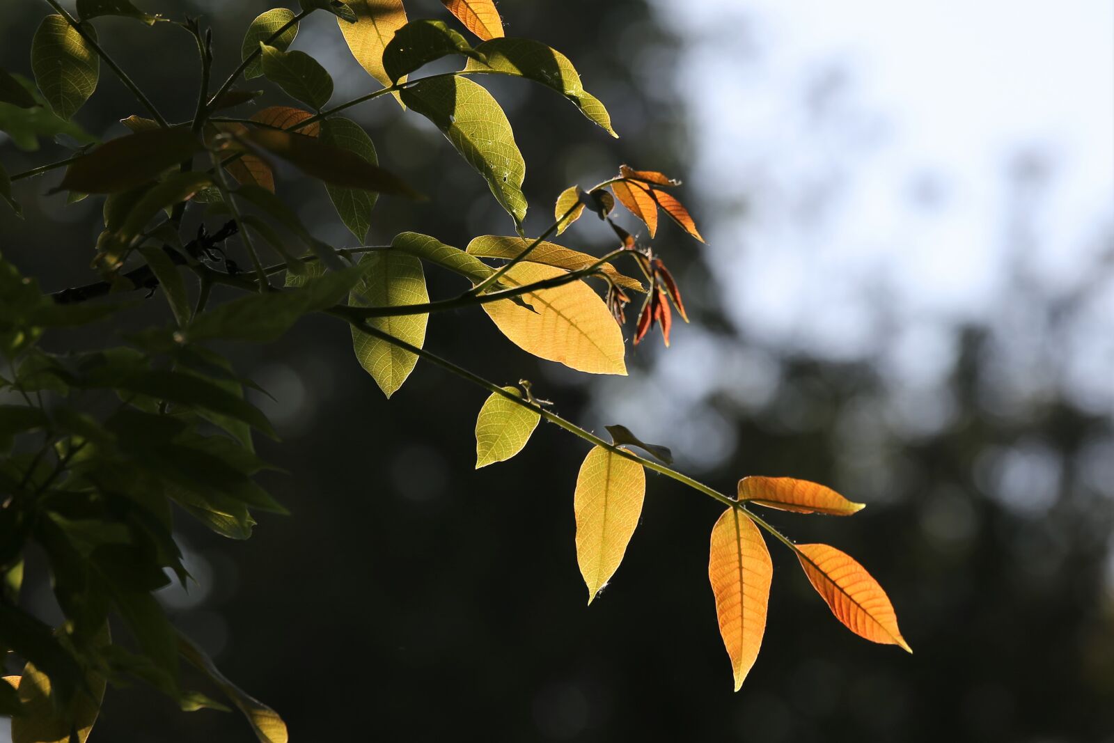 Canon EOS 6D + Canon EF 70-200mm F4L IS USM sample photo. Colorful leaves, branch, backlight photography
