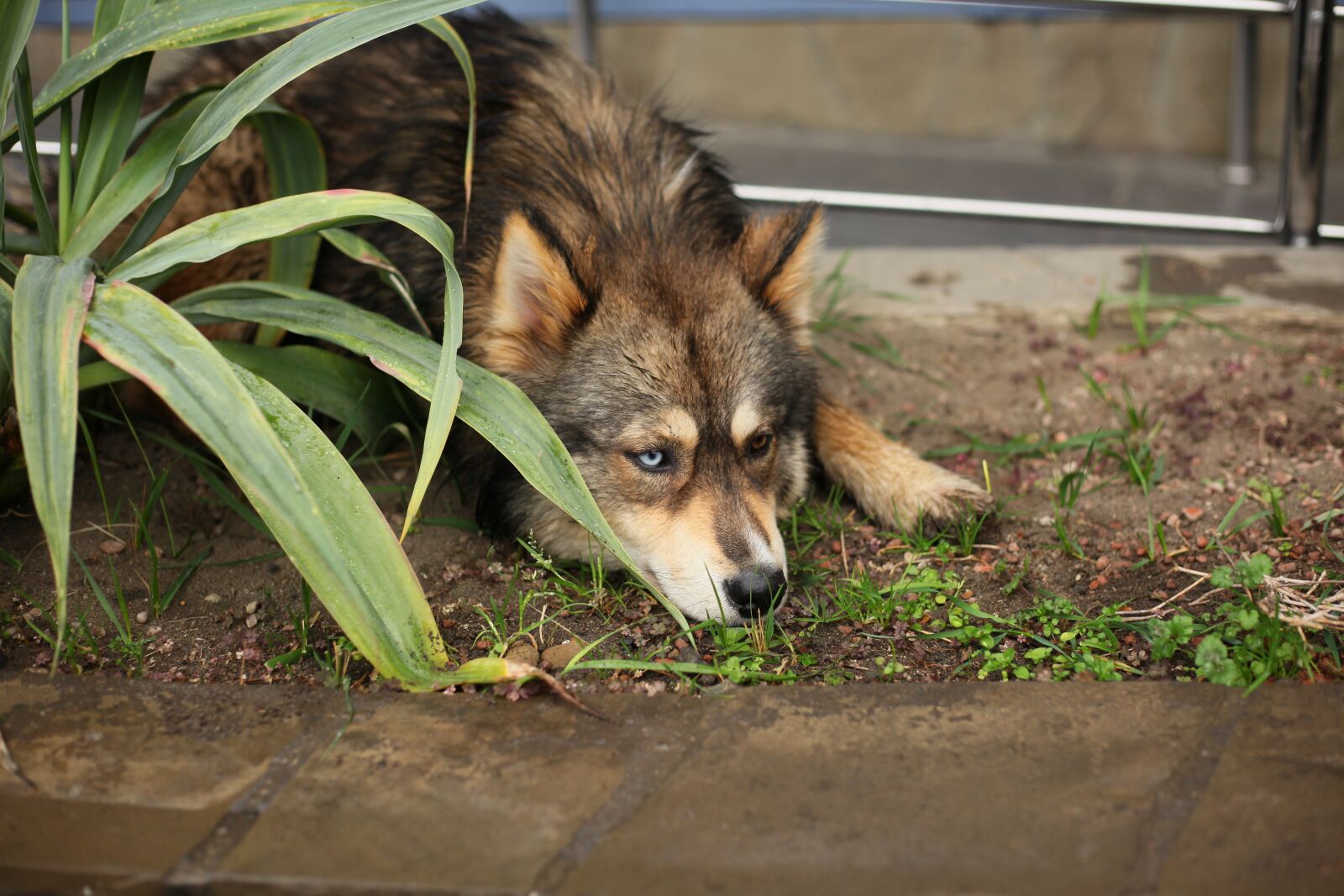 Canon EOS 5D Mark II sample photo. Dog, different eyes, blue photography