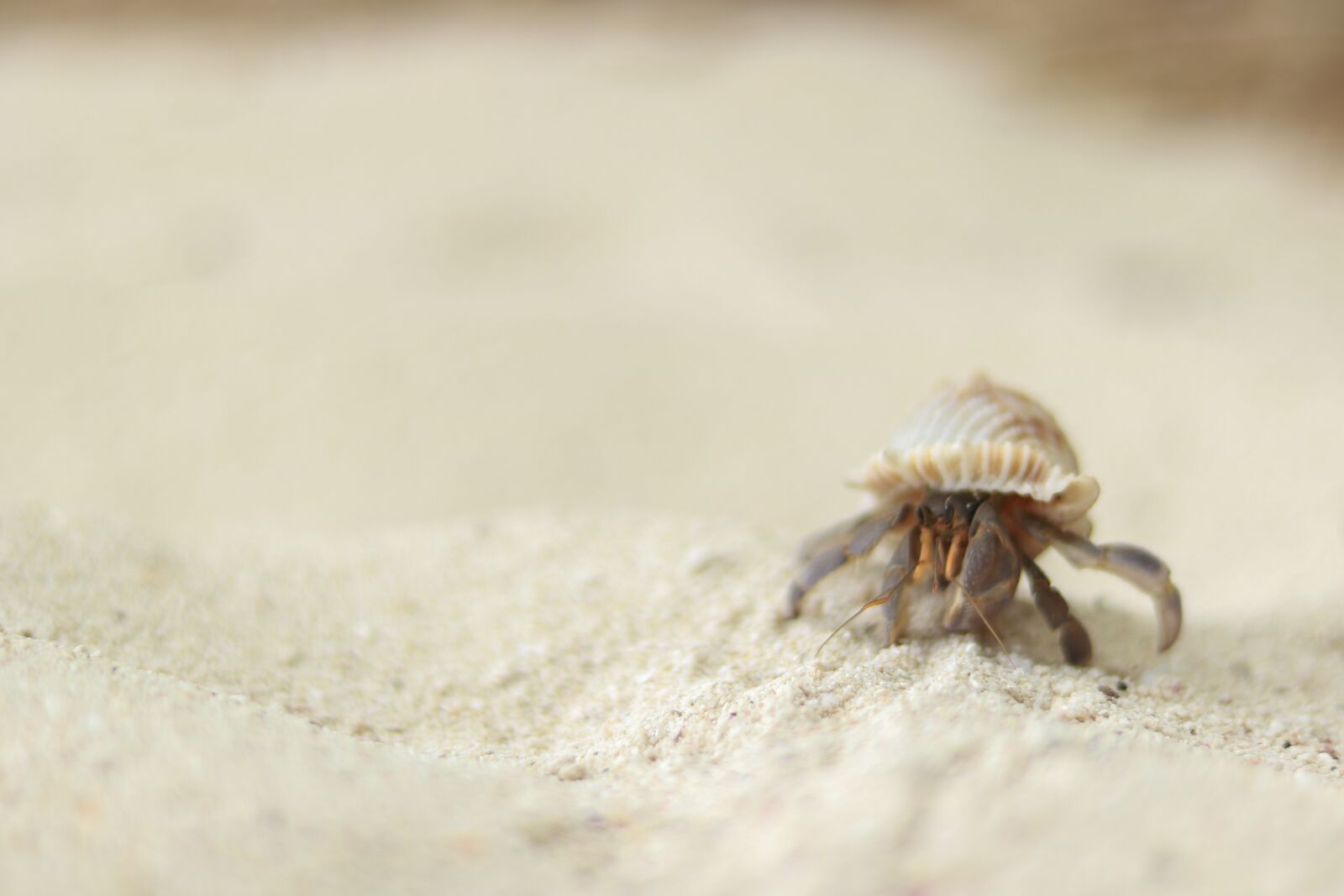 Canon EOS 750D (EOS Rebel T6i / EOS Kiss X8i) + Canon EF 50mm F1.8 STM sample photo. Crab, animal, beach photography