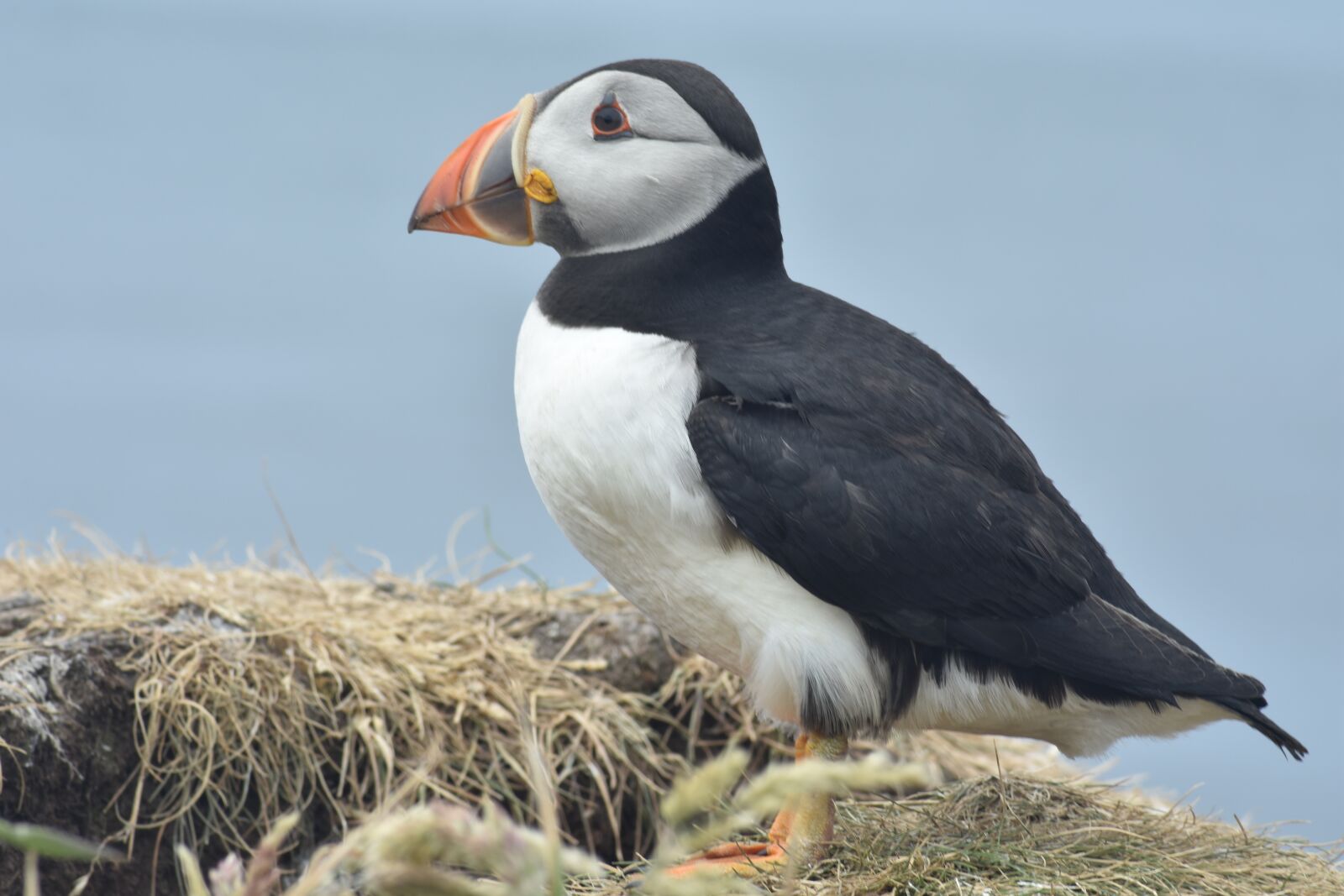 Nikon D3400 sample photo. Puffin, staffa, scotland photography