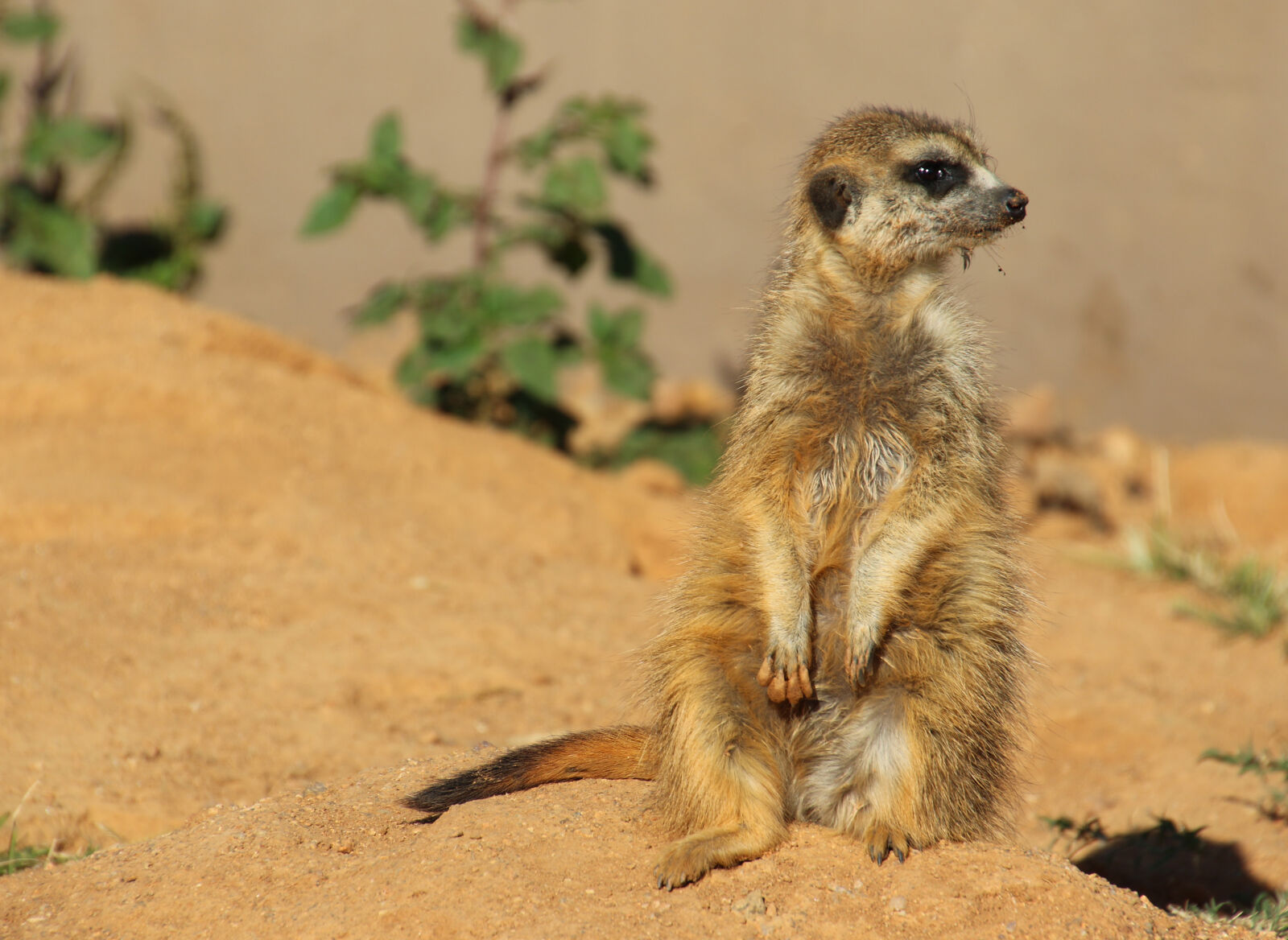 Canon EOS 7D Mark II sample photo. Animal, cute, furry, meerkat photography