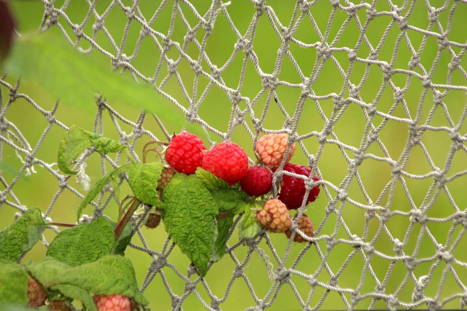 Canon EOS 650D (EOS Rebel T4i / EOS Kiss X6i) sample photo. Raspberry, red raspberries, plant photography