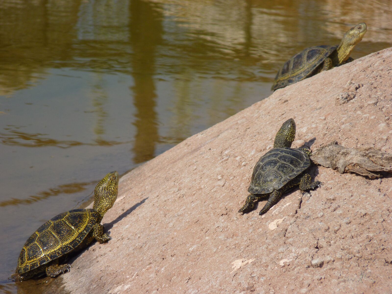 Panasonic Lumix DMC-FZ35 (Lumix DMC-FZ38) sample photo. Turtles, reptile, carapace photography