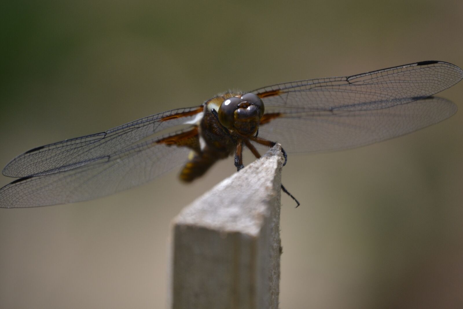 Nikon D3100 sample photo. Insect, dragonfly, nature photography