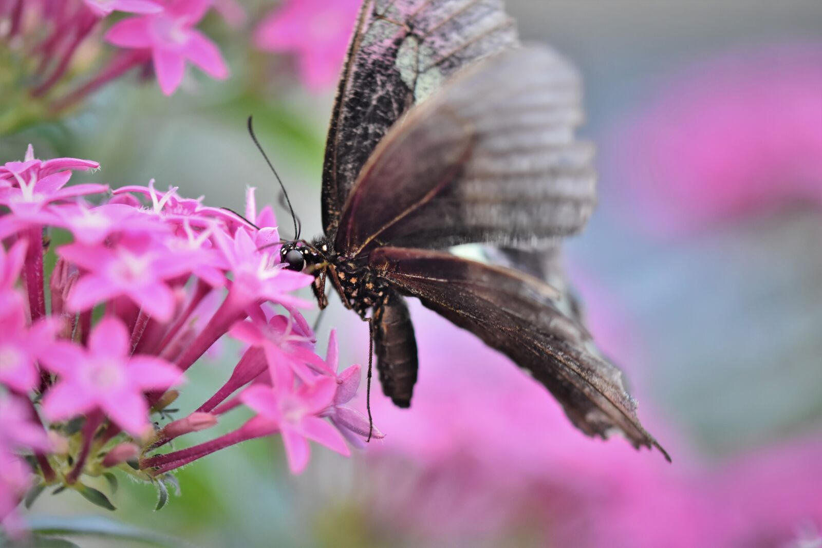 Nikon D7200 sample photo. Butterfly, tropical butterfly, exotic photography