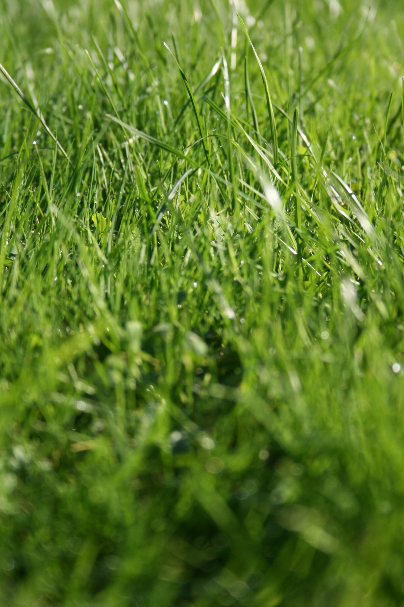 Canon EOS 400D (EOS Digital Rebel XTi / EOS Kiss Digital X) sample photo. Grass, wild meadow, green photography