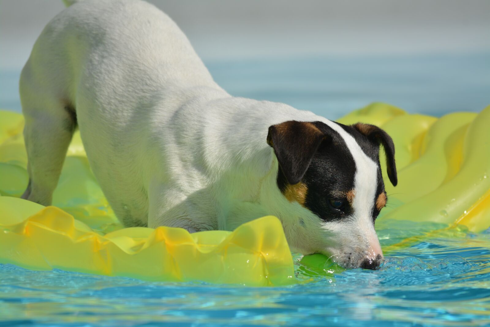 Nikon D7100 sample photo. Jack russel, dog, animals photography
