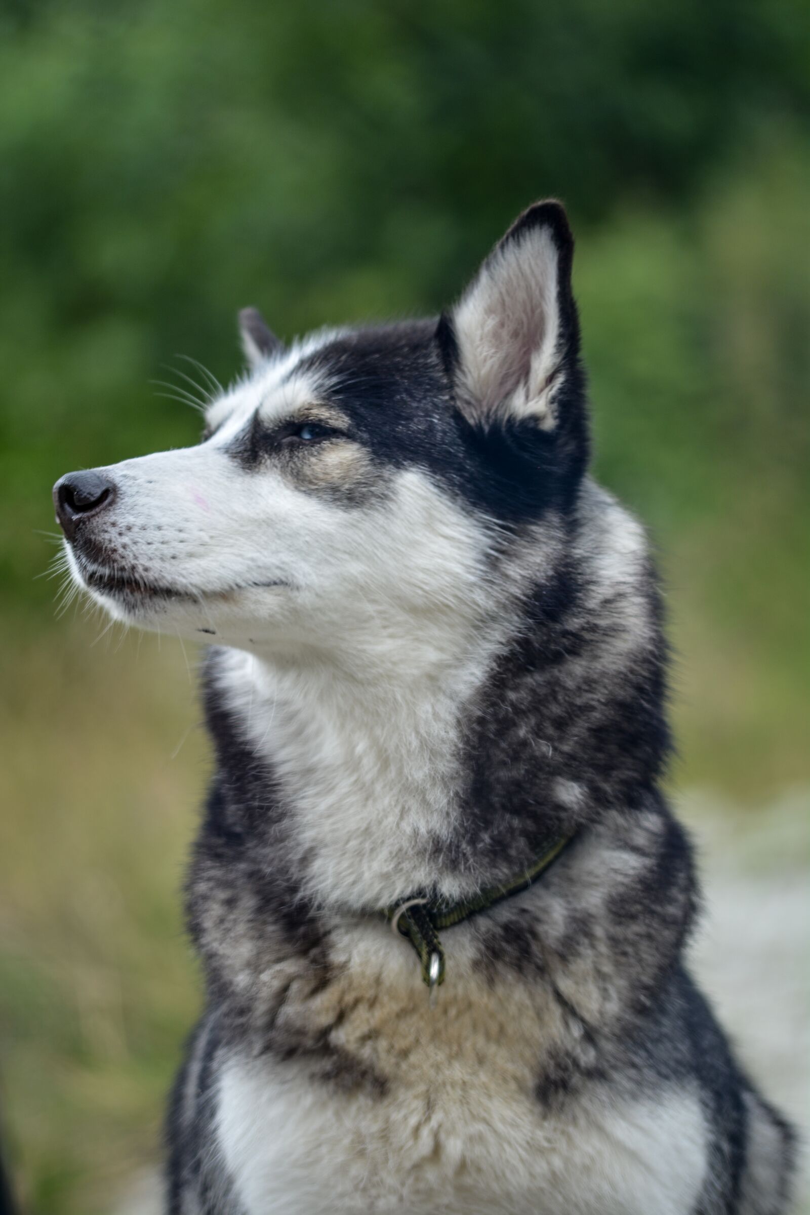 Nikon D5200 sample photo. Dog, husky, siberian photography