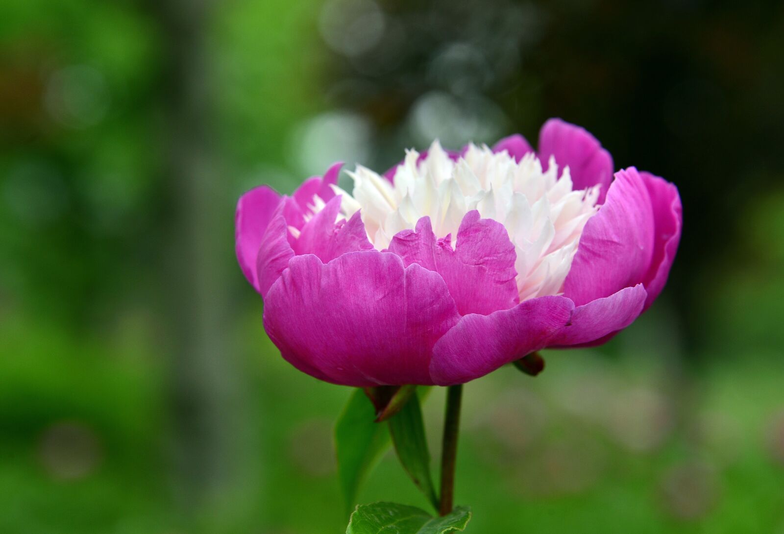 Nikon D800E sample photo. Peony, peach red, flowers photography