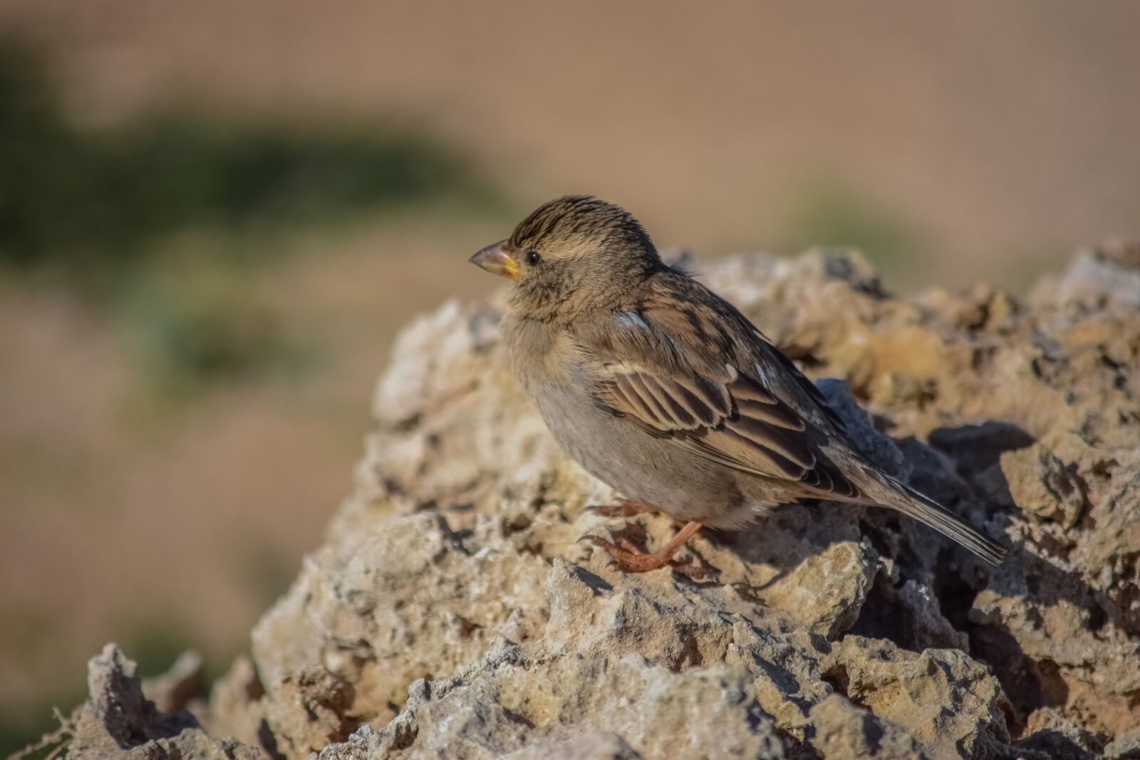 Nikon D3300 sample photo. Sparrow, nature, bird photography