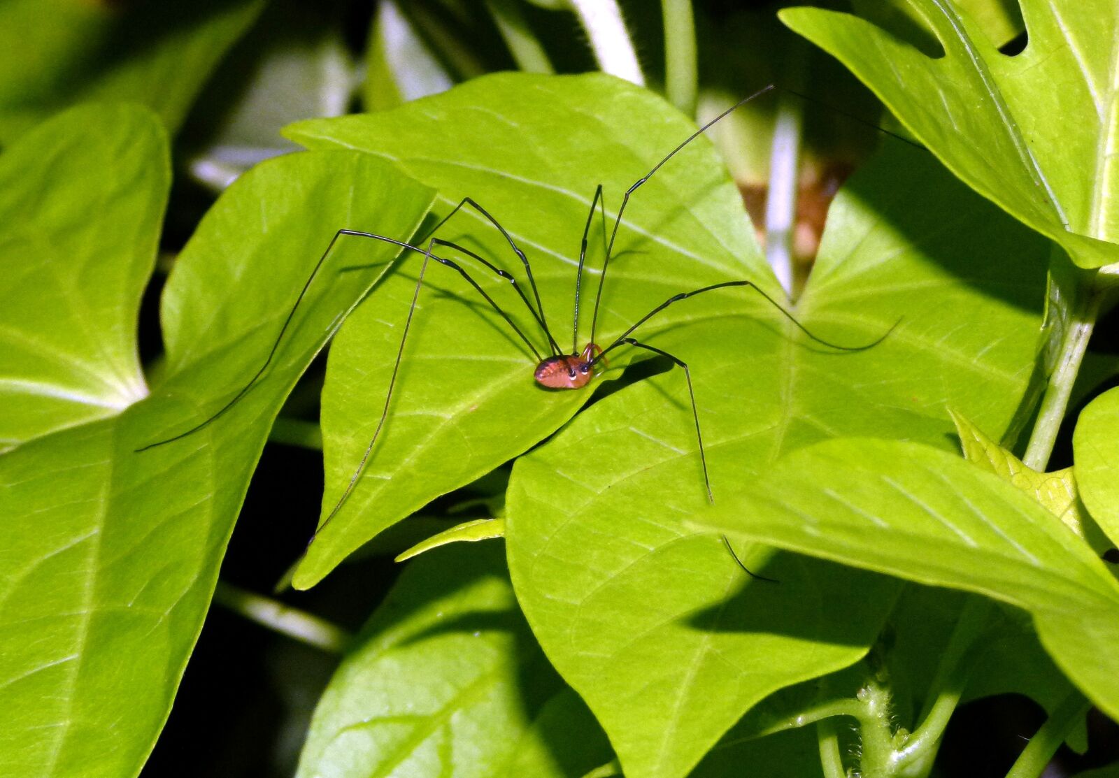 Panasonic Lumix DMC-FZ100 sample photo. Daddy long legs, spider photography